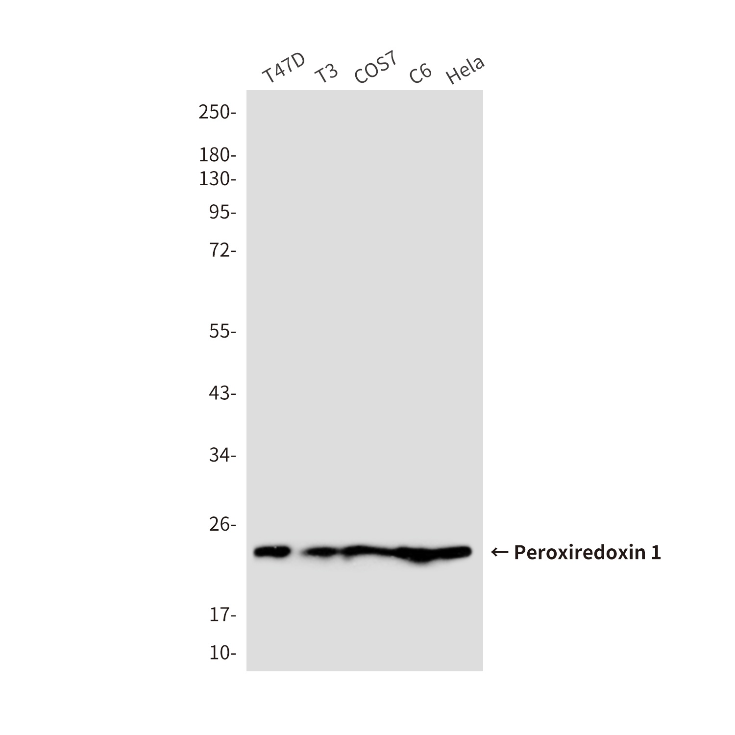 Peroxiredoxin 1 (6A6) Mouse mAb