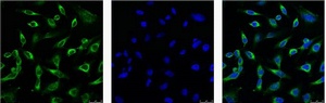 Peroxiredoxin 1 (6A6) Mouse mAb