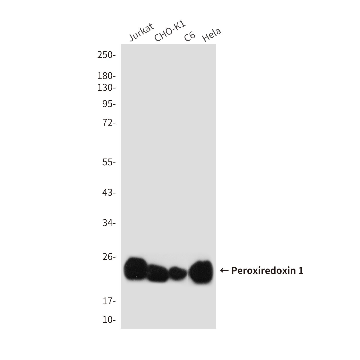 Peroxiredoxin 1 (6A6) Mouse mAb