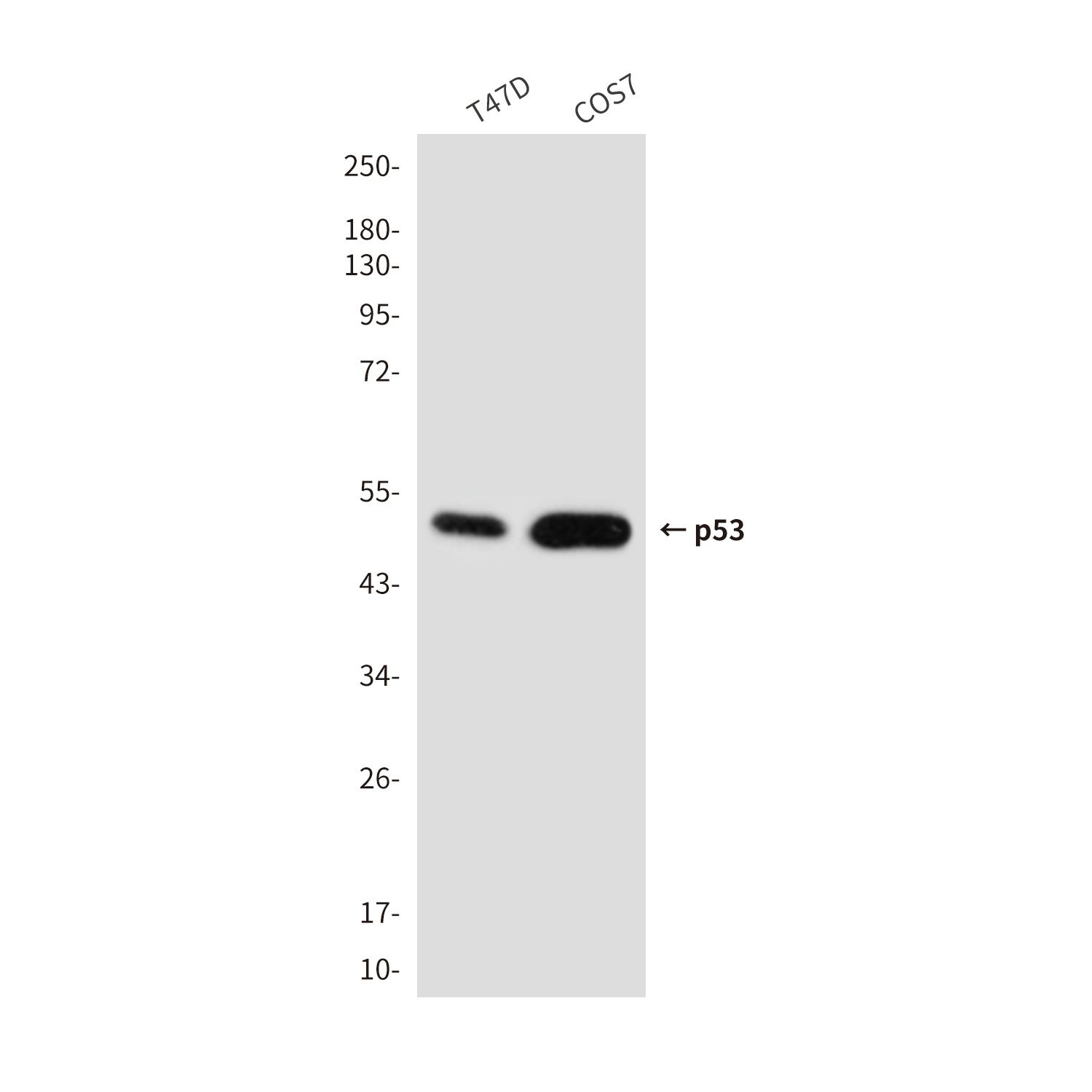 p53 (2D10) Mouse mAb