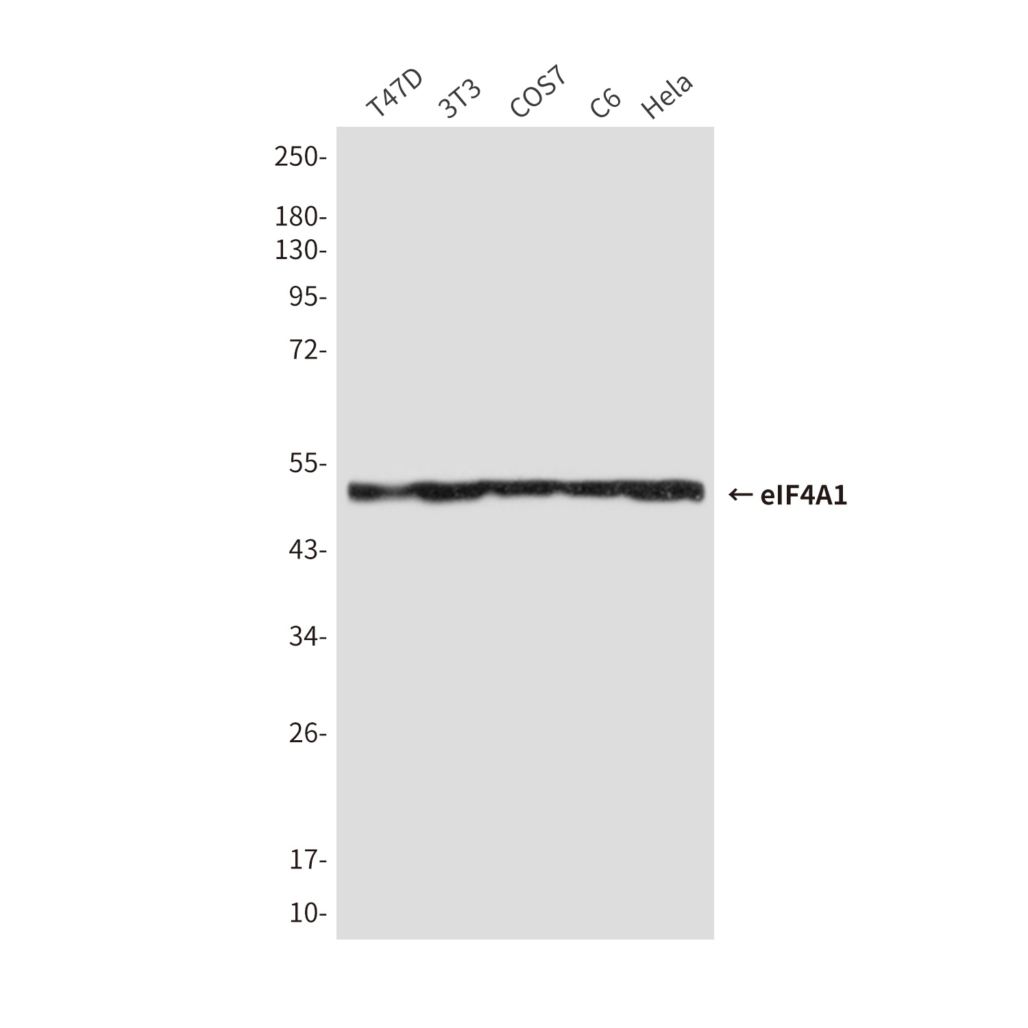 eIF4A1 (6D7) Mouse mAb