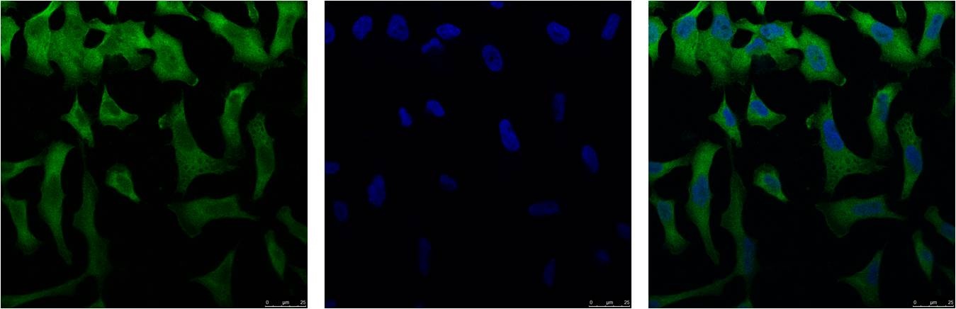 eIF4A1 (6D7) Mouse mAb