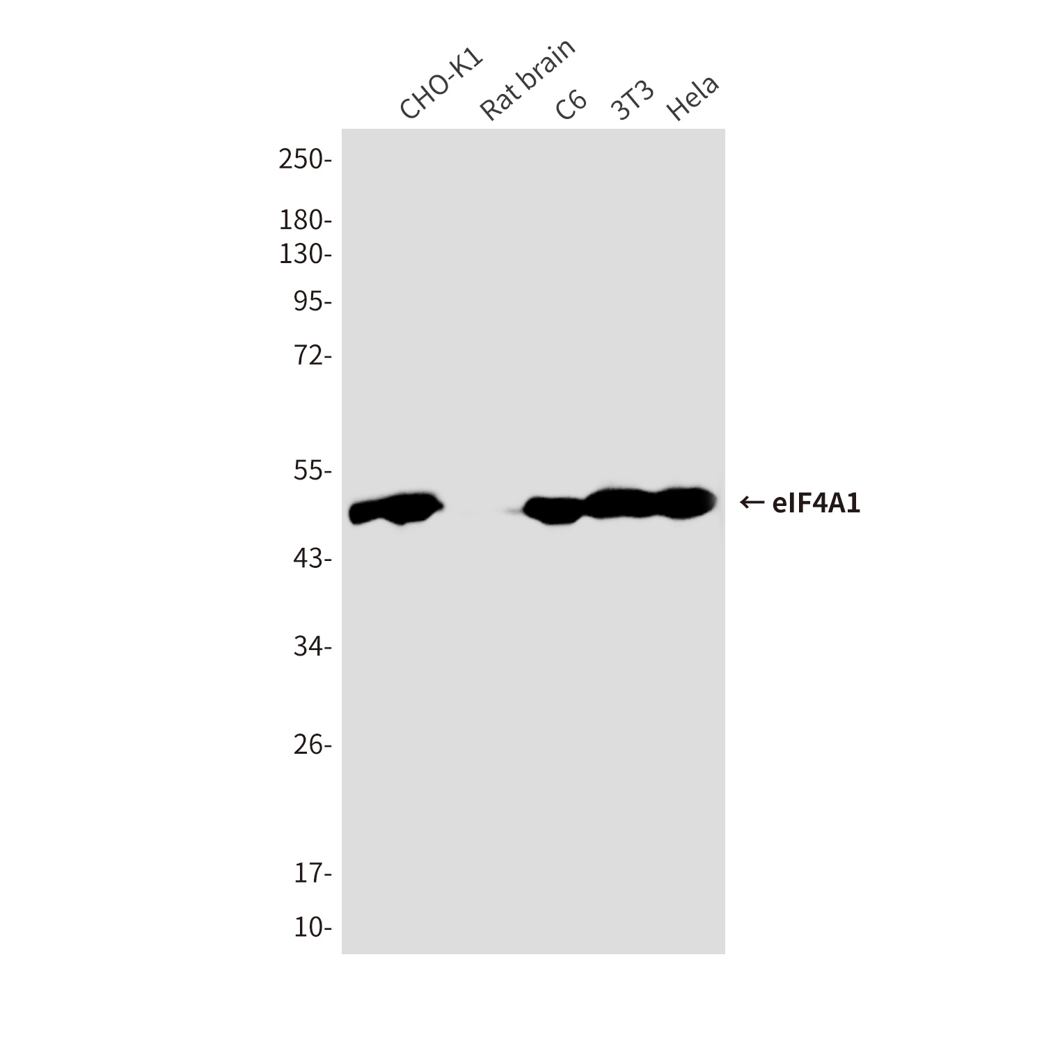 eIF4A1 (6D7) Mouse mAb