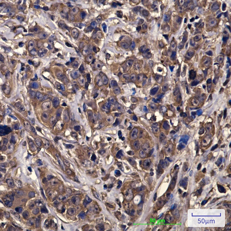 eIF4A1 (6D7) Mouse mAb