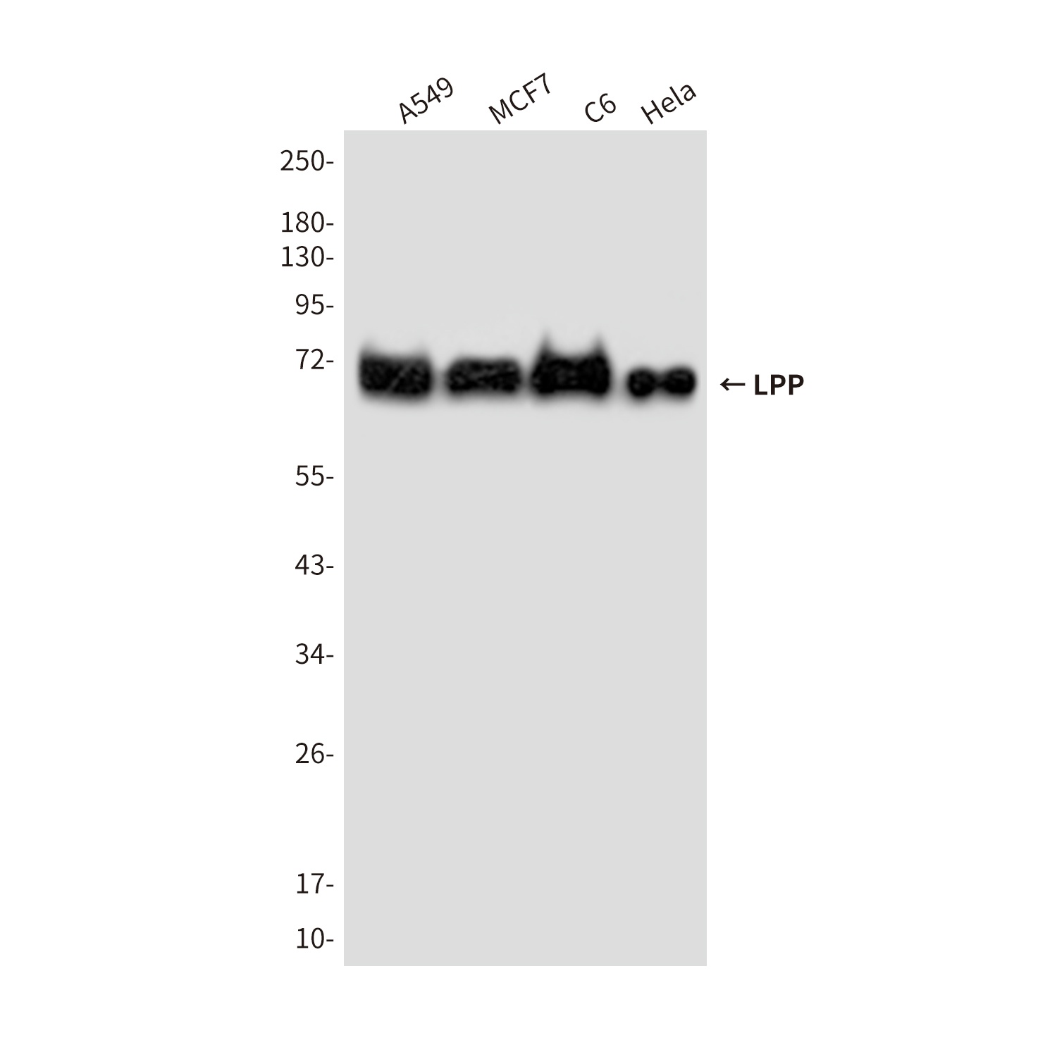 LPP (6F6) Mouse mAb