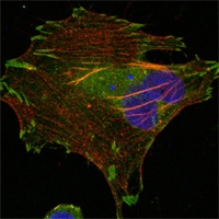 LPP (6F6) Mouse mAb