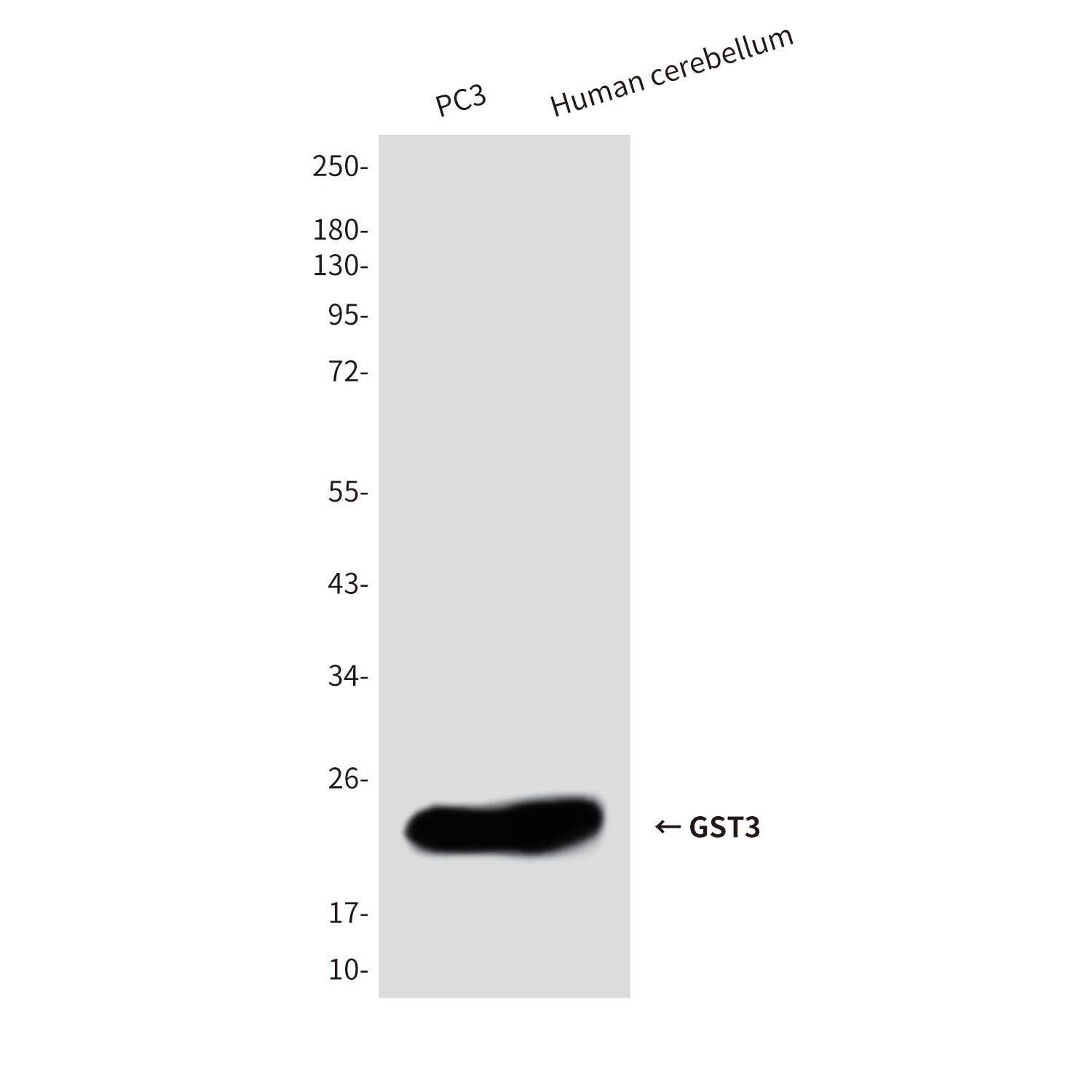 GST3 (9D4) Mouse mAb