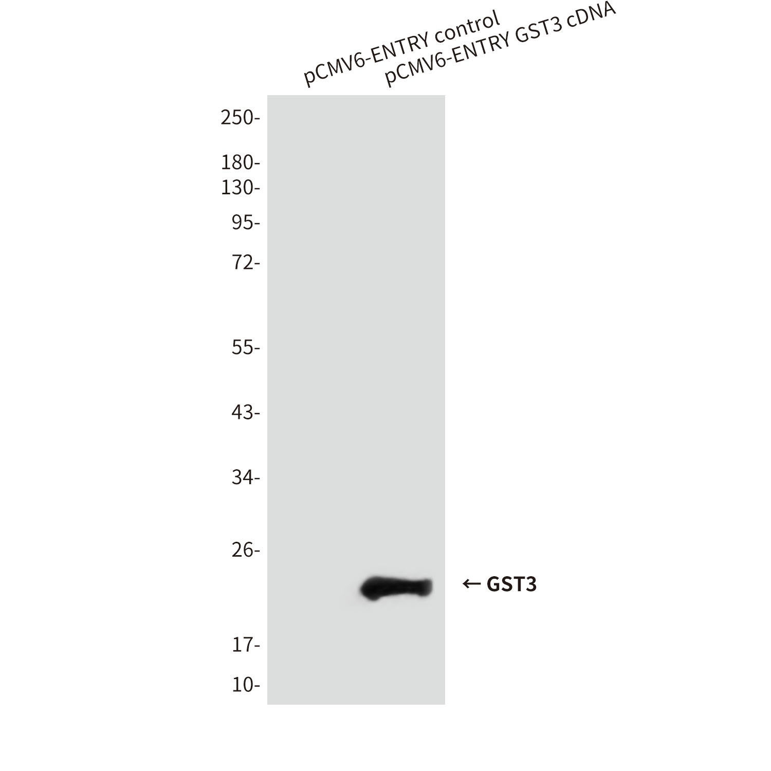 GST3 (9D4) Mouse mAb