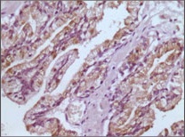 GST3 (9D4) Mouse mAb