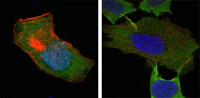 GST3 (9D4) Mouse mAb