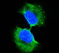 GST3 (9D4) Mouse mAb