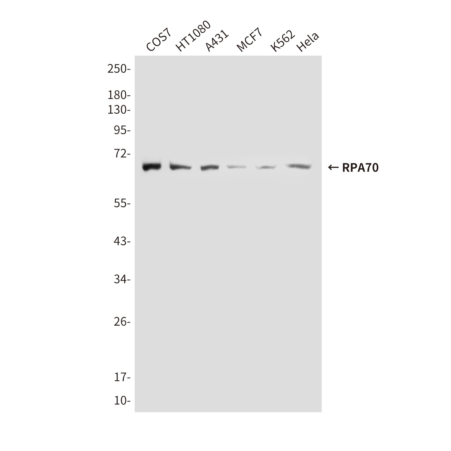 RPA70 (8C3) Mouse mAb
