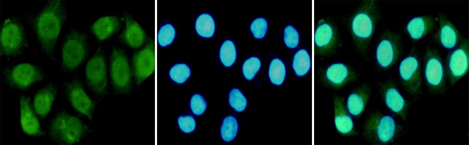 RPA70 (8C3) Mouse mAb