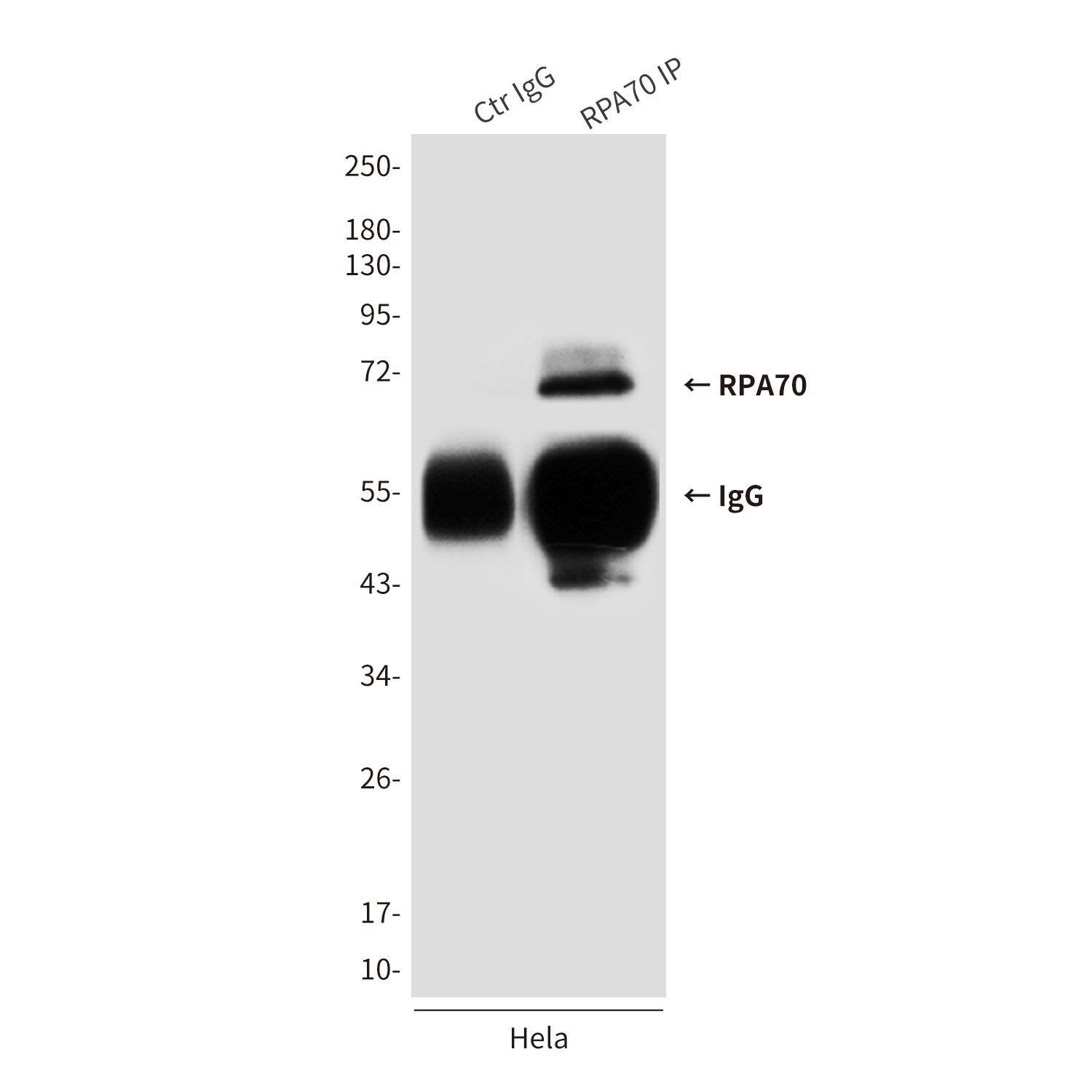 RPA70 (8C3) Mouse mAb