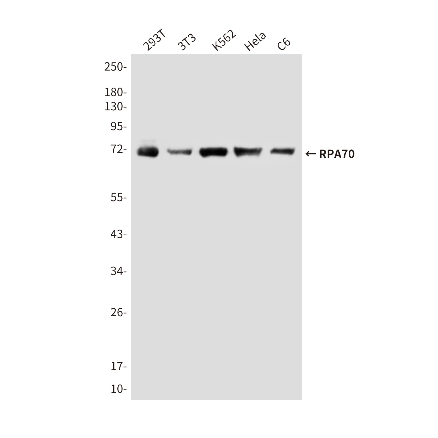 RPA70 (8C3) Mouse mAb