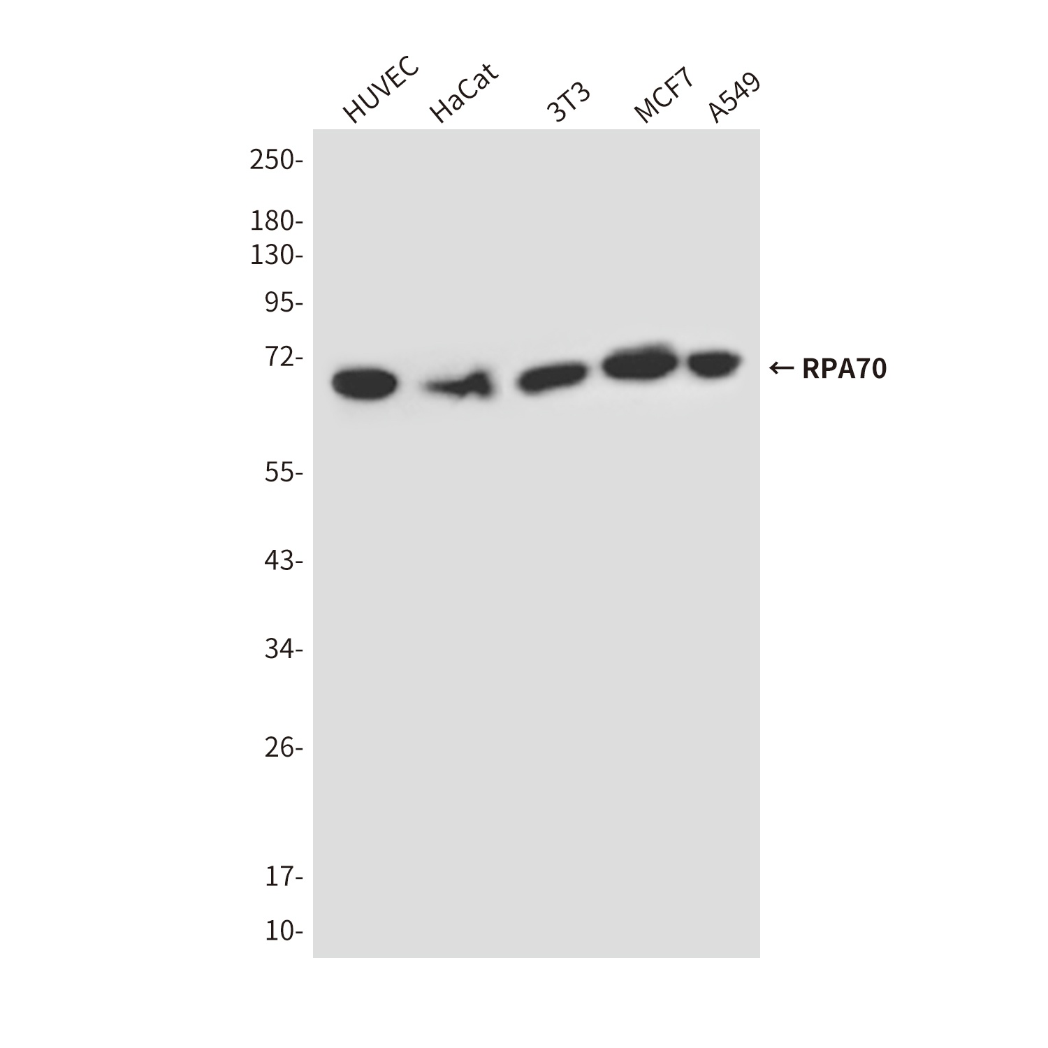 RPA70 (8C3) Mouse mAb