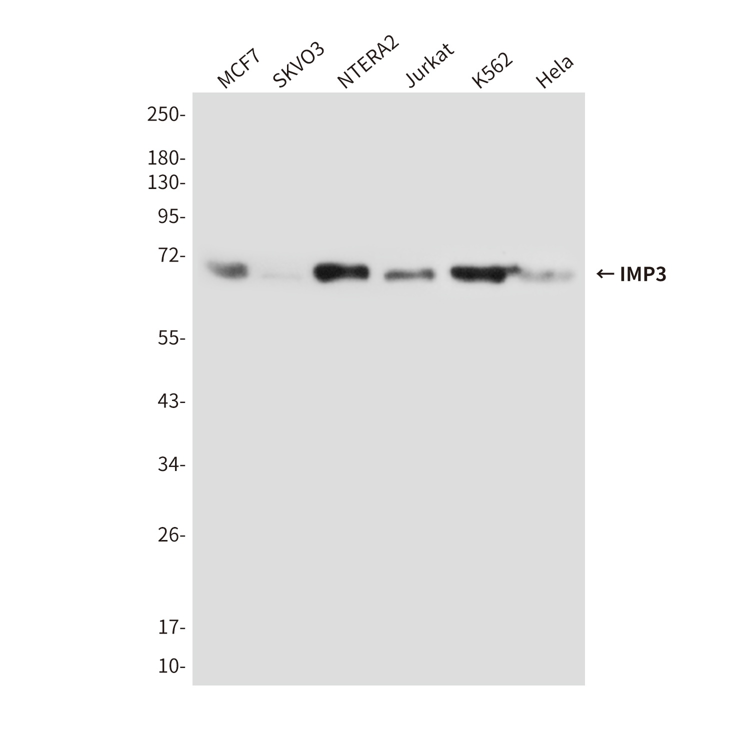 IMP3 (1F1) Mouse mAb