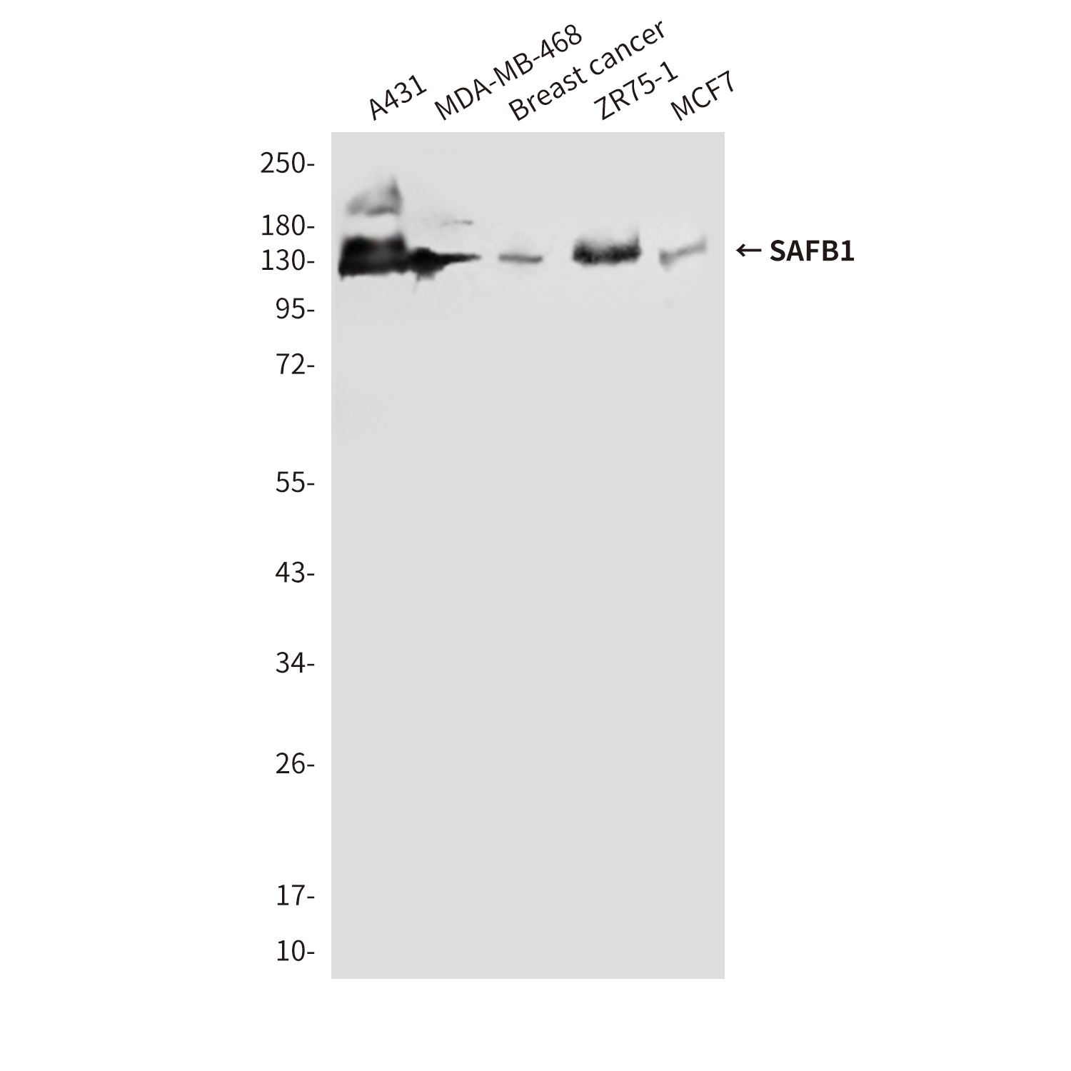 SAFB1 (2E8) Mouse mAb