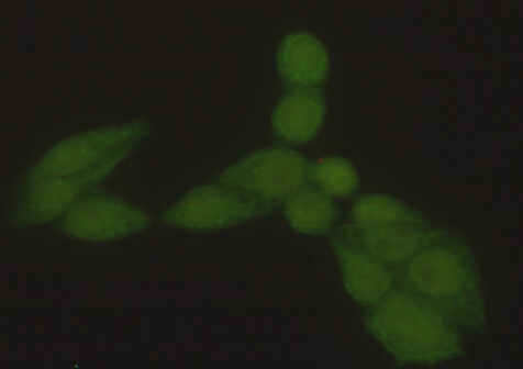 Hsp70 1A (2D4) Mouse mAb