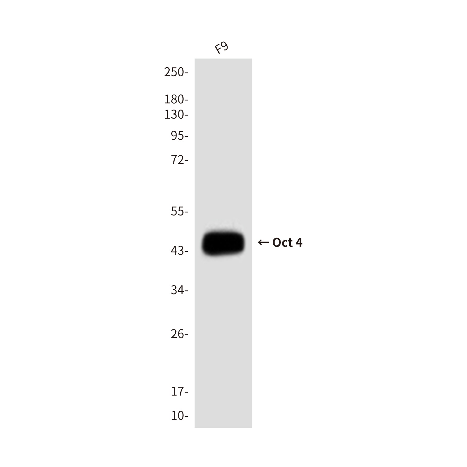 Oct-4 (3F5) Mouse mAb