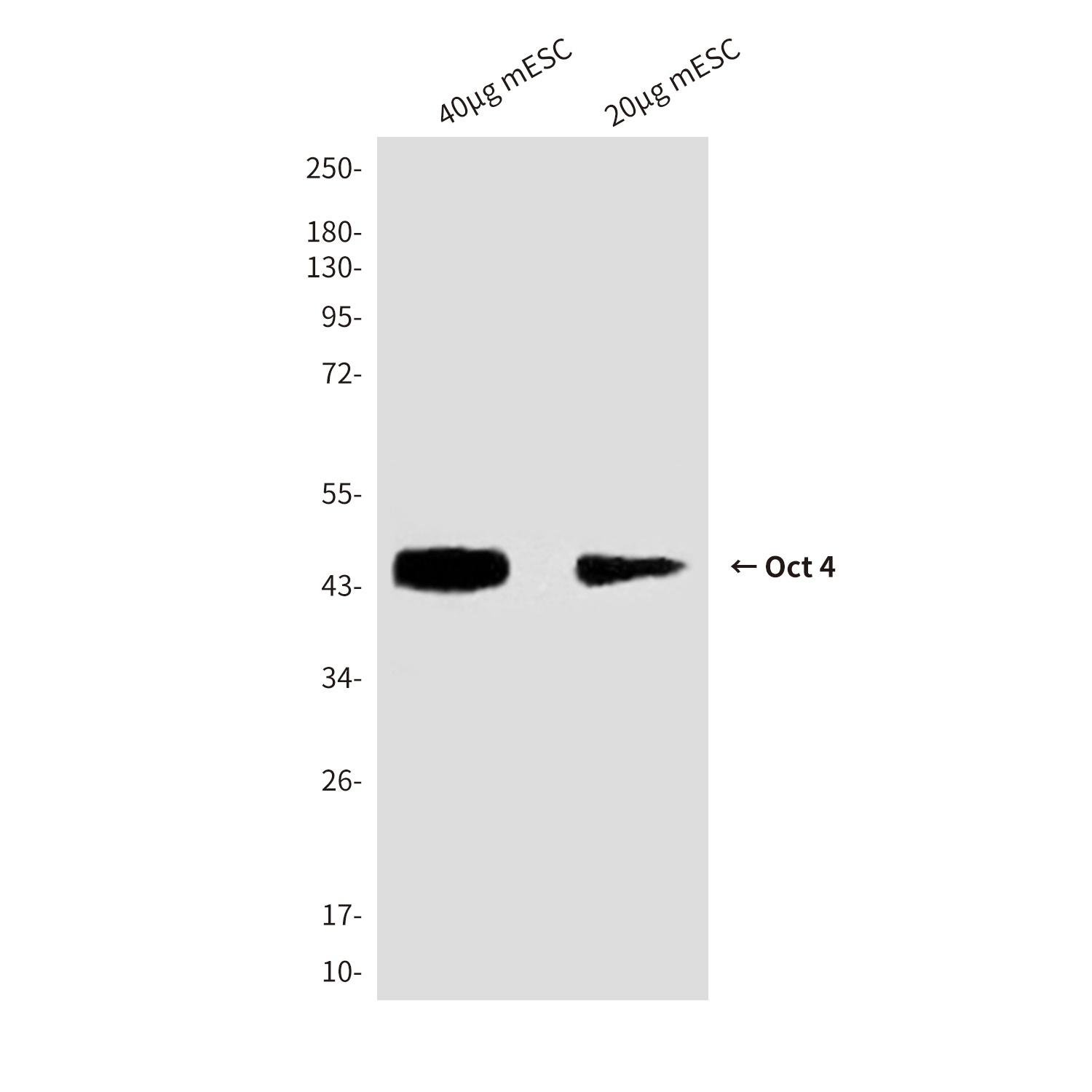 Oct-4 (3F5) Mouse mAb