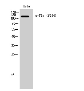 Phospho-FGFR1 (Tyr654) Rabbit pAb