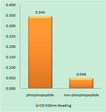 Phospho-FGFR1 (Tyr654) Rabbit pAb