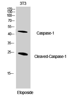 Cleaved-Caspase 1 Rabbit pAb