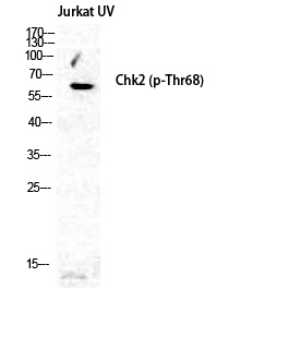 Phospho-Chk2 (Thr68) Rabbit pAb