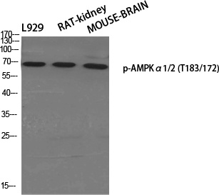 Phospho-AMPK alpha 1/2 (Thr183/Thr172) Rabbit pAb
