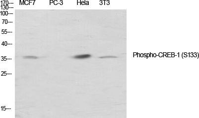 Phospho-CREB (Ser133) Rabbit pAb