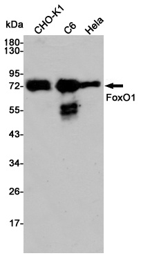 FOXO1 Rabbit pAb