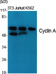Cyclin A1 Rabbit pAb