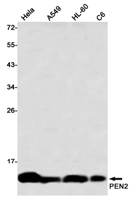 PEN2 Rabbit mAb