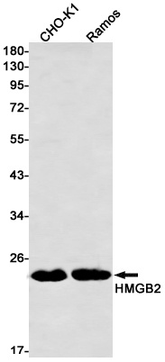 HMGB2 Rabbit mAb