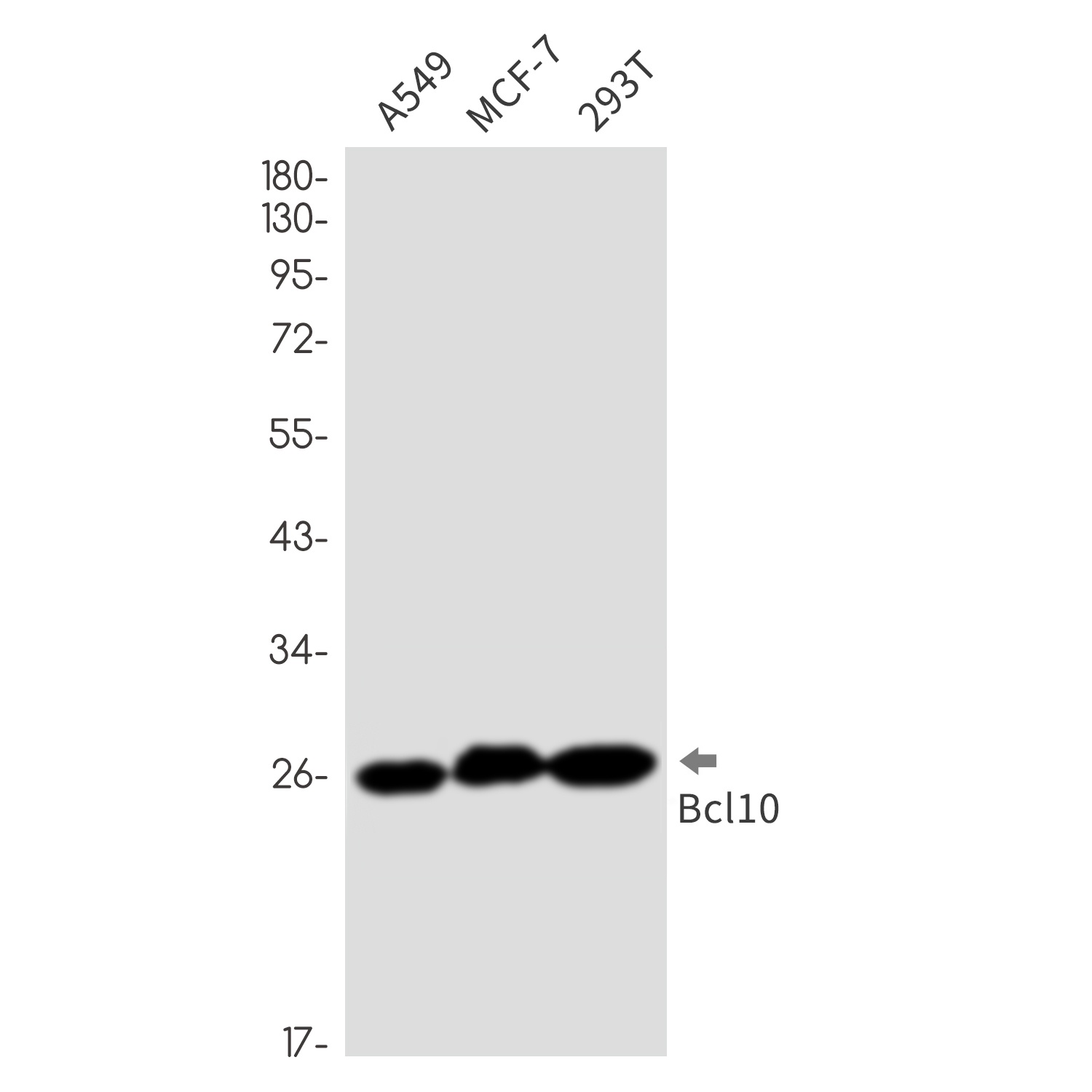 [KD] Bcl10 Rabbit mAb