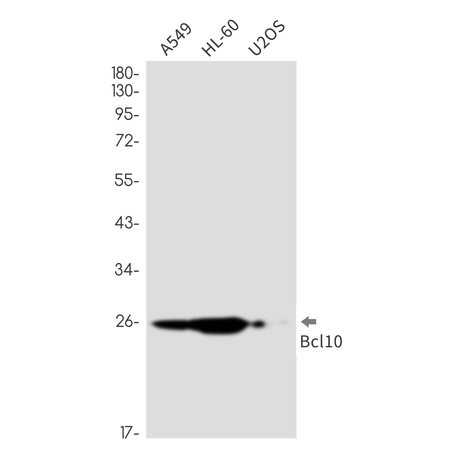 [KD] Bcl10 Rabbit mAb