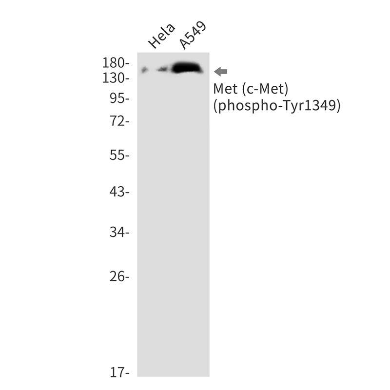 Phospho-c-Met (Tyr1349) Rabbit mAb