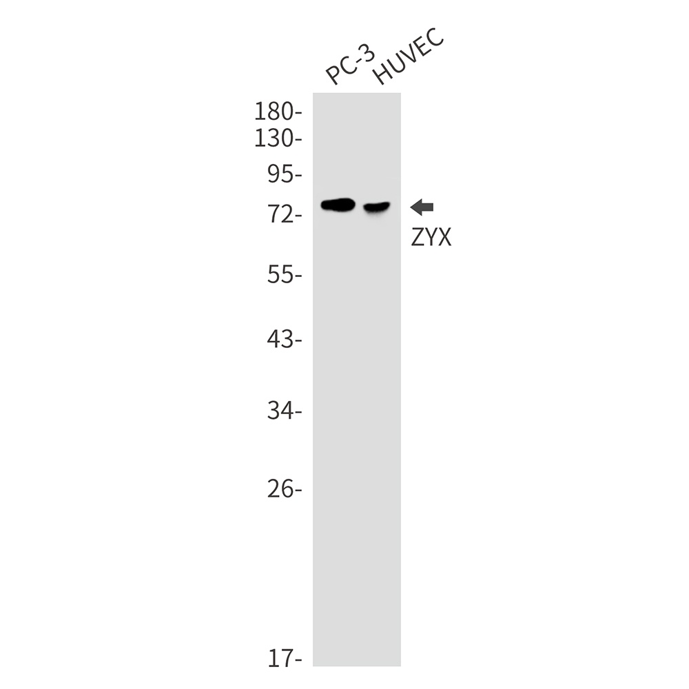 ZYX Rabbit mAb
