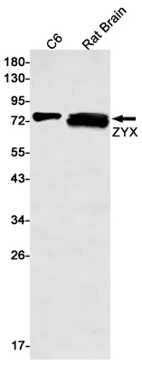ZYX Rabbit mAb