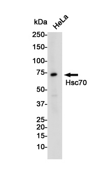 Hsc70 Rabbit mAb