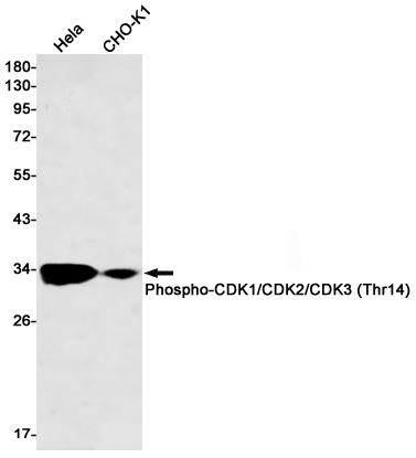 Phospho-CDK1/2/3 (Thr14) Rabbit mAb
