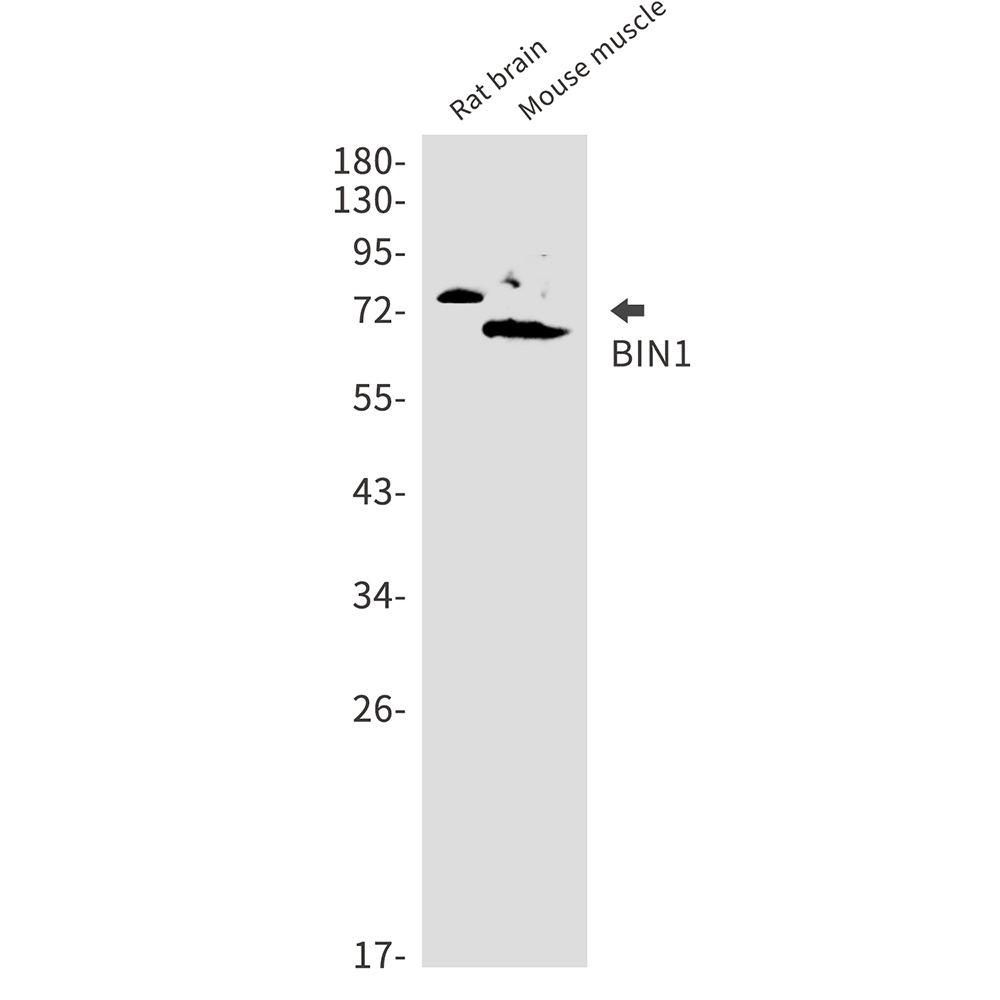 BIN1 Rabbit mAb