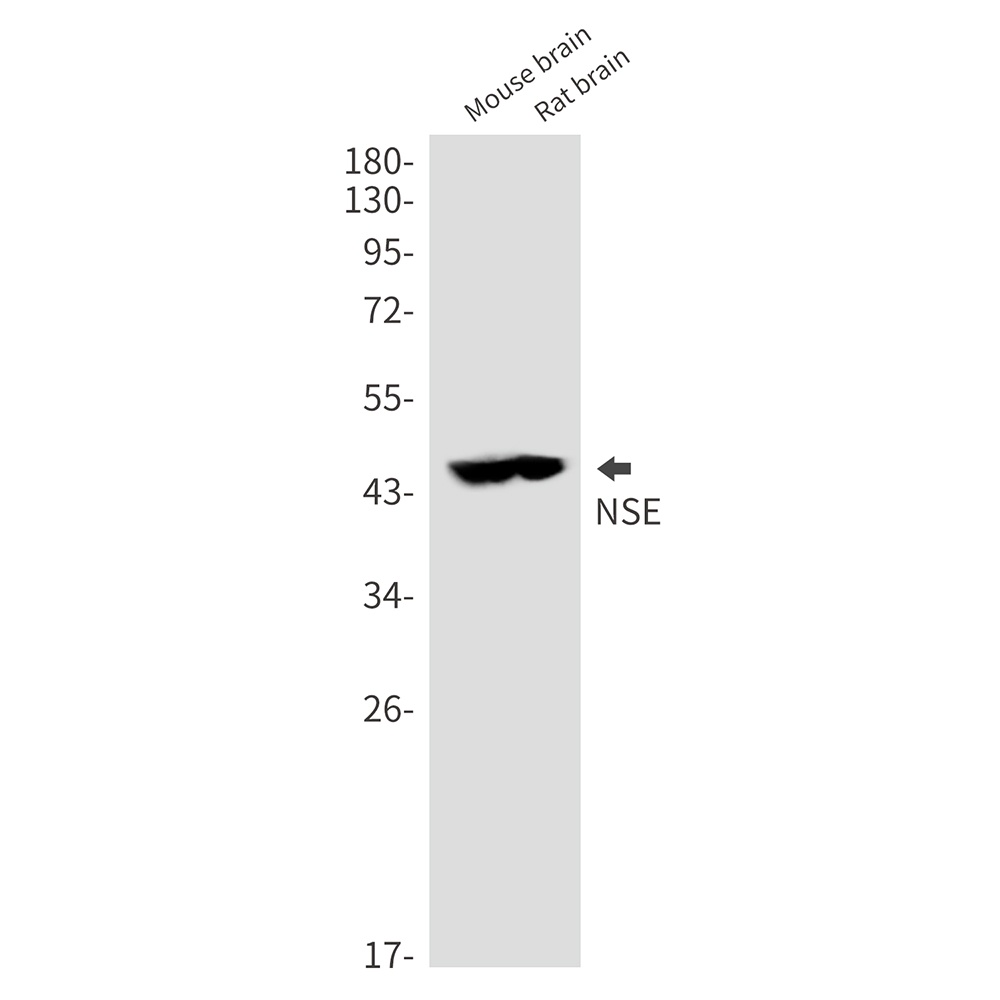 NSE Rabbit pAb