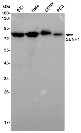 SENP1 Rabbit pAb