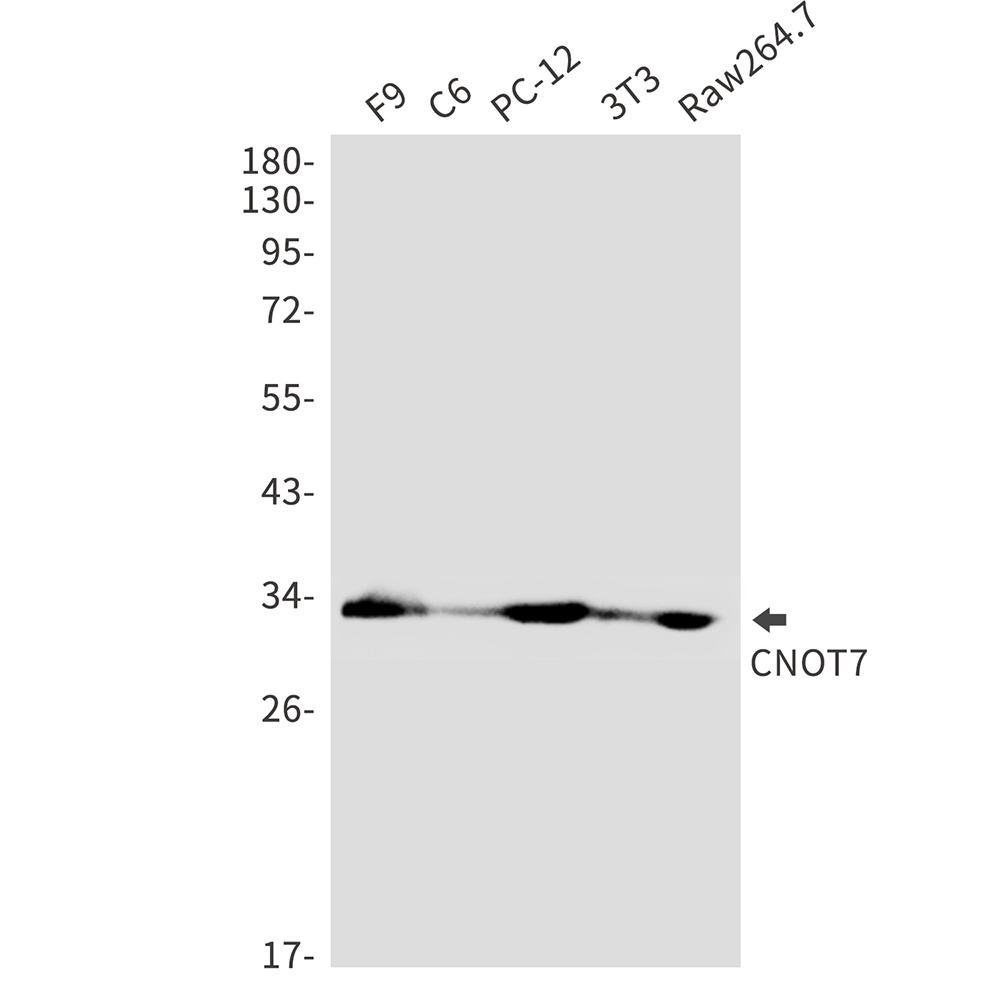 CNOT7 Rabbit pAb