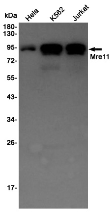 Mre11 Rabbit pAb