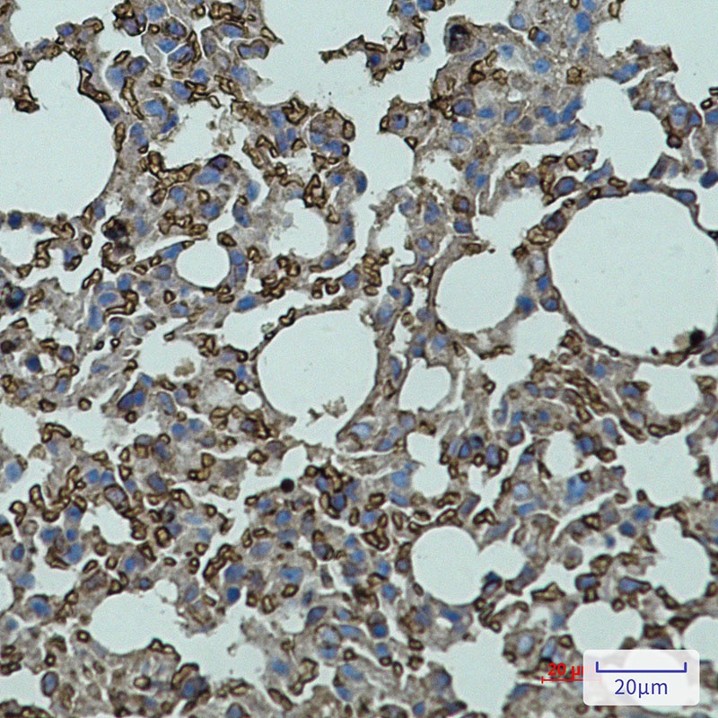CD147 Rabbit pAb
