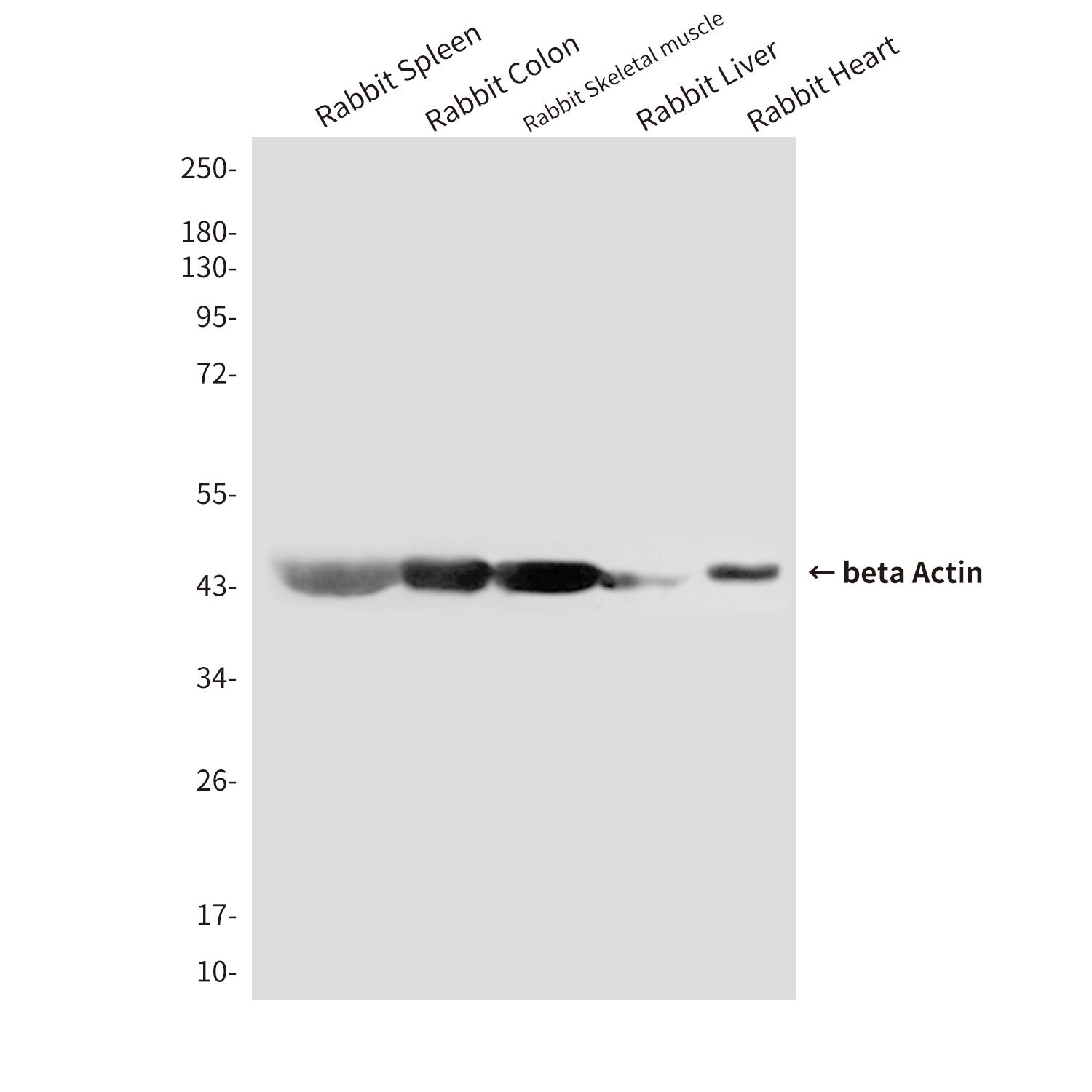beta Actin (8F10) Mouse mAb