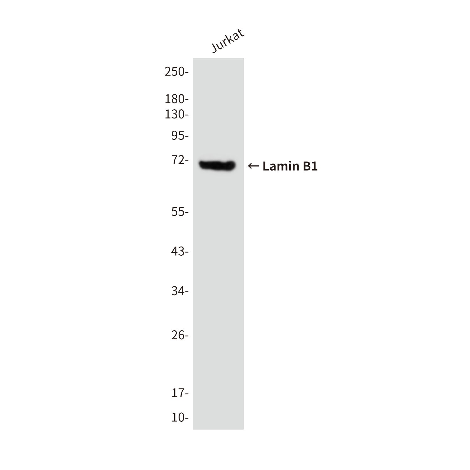 Lamin B1 (9B10) Mouse mAb